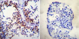 Anti-Sodium/Potassium ATPase alpha 1 antibody [M7-PB-E9] used in IHC (Paraffin sections) (IHC-P). GTX22871