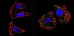 Anti-RASA1 antibody [B4F8] used in Immunocytochemistry/ Immunofluorescence (ICC/IF). GTX22922