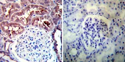 Anti-Hsp90 alpha antibody used in IHC (Paraffin sections) (IHC-P). GTX22928