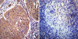 Anti-PMCA2 ATPase antibody used in IHC (Paraffin sections) (IHC-P). GTX23529