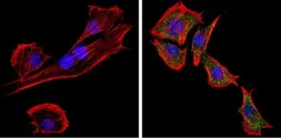 Anti-PC2 antibody used in Immunocytochemistry/ Immunofluorescence (ICC/IF). GTX23533