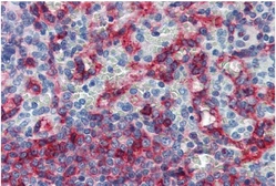 Anti-HLA-E antibody [MEM-E/06] used in IHC (Paraffin sections) (IHC-P). GTX23984