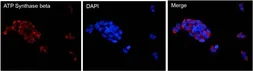 Anti-ATP5B antibody [4.3E8.D10] used in Immunocytochemistry/ Immunofluorescence (ICC/IF). GTX25432