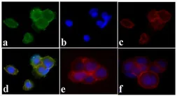 Anti-PDGF Receptor alpha + beta (phospho Tyr572/Tyr574) antibody used in Immunocytochemistry/ Immunofluorescence (ICC/IF). GTX25443