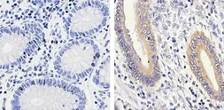 Anti-MEK1 (phospho Ser298) antibody used in IHC (Paraffin sections) (IHC-P). GTX25613