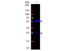 Goat Anti-Armenian Hamster IgG antibody (FITC). GTX25739