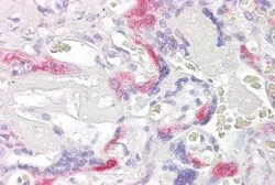 Anti-TSSC3 antibody, C-term used in IHC (Paraffin sections) (IHC-P). GTX25964