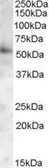 Anti-PIST antibody, C-term used in Western Blot (WB). GTX26040