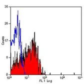 Anti-CD62E + CD62P antibody [1.2B6] used in Flow cytometry (FCM). GTX26630