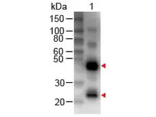 Rabbit Anti-Human IgG antibody (Biotin). GTX26758