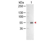 Chicken Anti-Human IgG antibody (AP). GTX26865