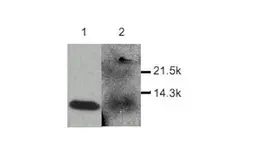 Anti-MDC antibody used in Western Blot (WB). GTX27363