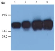 Anti-Cytokeratin 19 antibody [A53-B/A2] used in Western Blot (WB). GTX27754