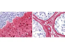 Anti-Collagen III antibody used in IHC (Paraffin sections) (IHC-P). GTX27778