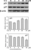 Anti-p21 Cip1 antibody used in Western Blot (WB). GTX27960