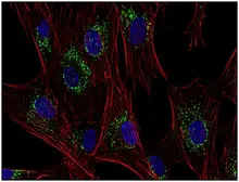 Anti-CD63 antibody [MEM-259] used in Immunocytochemistry/ Immunofluorescence (ICC/IF). GTX28219