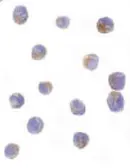 Anti-DRAK2 antibody used in Immunocytochemistry/ Immunofluorescence (ICC/IF). GTX28419