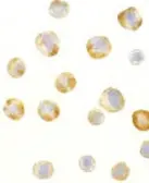 Anti-RAIDD antibody used in Immunocytochemistry/ Immunofluorescence (ICC/IF). GTX28426