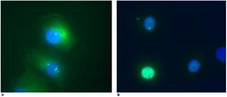 Anti-Daxx antibody [DAXX-01] used in Immunocytochemistry/ Immunofluorescence (ICC/IF). GTX29091