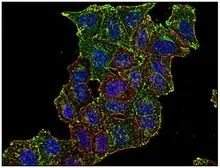 Anti-CD71 antibody [MEM-75] used in Immunocytochemistry/ Immunofluorescence (ICC/IF). GTX29179