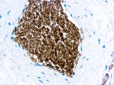 Anti-Glycophorin C antibody [Ret40f] used in IHC (Paraffin sections) (IHC-P). GTX29521