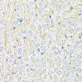 Anti-ABCA6 antibody used in IHC (Paraffin sections) (IHC-P). GTX30015