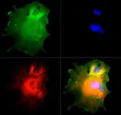 Anti-NUMB antibody used in Immunocytochemistry/ Immunofluorescence (ICC/IF). GTX30689