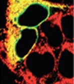 Anti-PDI antibody [1D3] used in Immunohistochemistry (IHC). GTX30716
