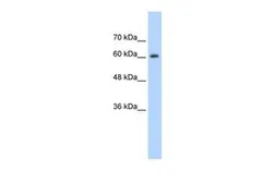 Anti-hnRNP Q antibody, Internal used in Western Blot (WB). GTX30791
