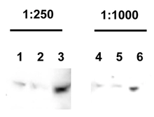 Anti-Parkin antibody used in Western Blot (WB). GTX30969