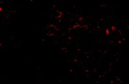 Anti-SIRT2 antibody used in IHC (Paraffin sections) (IHC-P). GTX31336