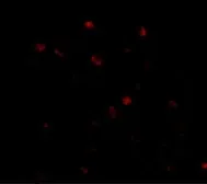 Anti-NUP160 antibody used in IHC (Paraffin sections) (IHC-P). GTX31354