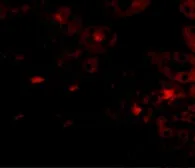 Anti-OTUD5 antibody used in IHC (Paraffin sections) (IHC-P). GTX31361