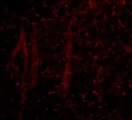 Anti-GLE1 antibody used in IHC (Paraffin sections) (IHC-P). GTX31368