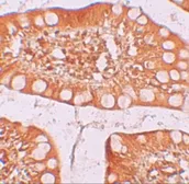 Anti-Trefoil Factor 3 antibody used in IHC (Paraffin sections) (IHC-P). GTX31422