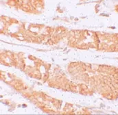 Anti-CD168 / RHAMM antibody used in IHC (Paraffin sections) (IHC-P). GTX31428