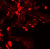 Anti-EZH1 antibody used in IHC (Paraffin sections) (IHC-P). GTX31434