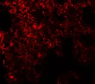 Anti-NETO1 antibody used in IHC (Paraffin sections) (IHC-P). GTX31454