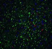 Anti-LMX1B antibody used in IHC (Paraffin sections) (IHC-P). GTX31508
