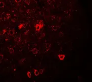 Anti-CNRIP1 antibody used in IHC (Paraffin sections) (IHC-P). GTX31534