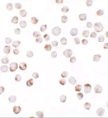 Anti-TIAF1 antibody used in Immunocytochemistry/ Immunofluorescence (ICC/IF). GTX31535