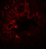Anti-SOX4 antibody used in IHC (Paraffin sections) (IHC-P). GTX31613