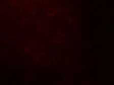 Anti-QSOX1 antibody used in IHC (Paraffin sections) (IHC-P). GTX31618