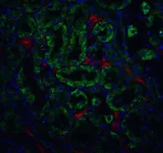 Anti-DFFB antibody used in IHC (Paraffin sections) (IHC-P). GTX31640