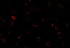 Anti-CX3CR1 antibody used in Immunocytochemistry/ Immunofluorescence (ICC/IF). GTX31648