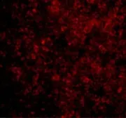 Anti-Bad antibody used in IHC (Paraffin sections) (IHC-P). GTX31688