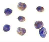 Anti-TAB1 antibody used in Immunocytochemistry/ Immunofluorescence (ICC/IF). GTX31691