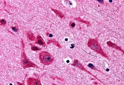 Anti-TAB2 antibody used in IHC (Paraffin sections) (IHC-P). GTX31692