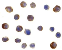 Anti-IRF3 antibody used in Immunocytochemistry/ Immunofluorescence (ICC/IF). GTX31695
