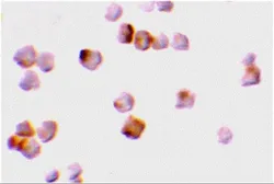 Anti-Caspase 2 antibody used in Immunocytochemistry/ Immunofluorescence (ICC/IF). GTX31699